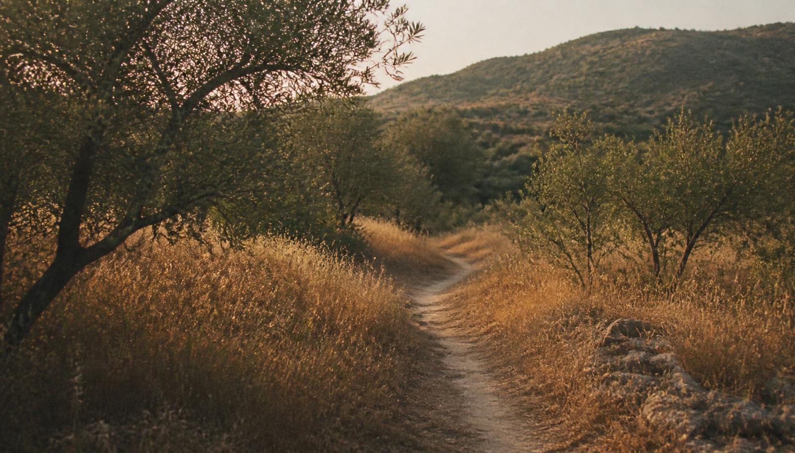 A narrow dirt path curving through dry grass and low trees in late light